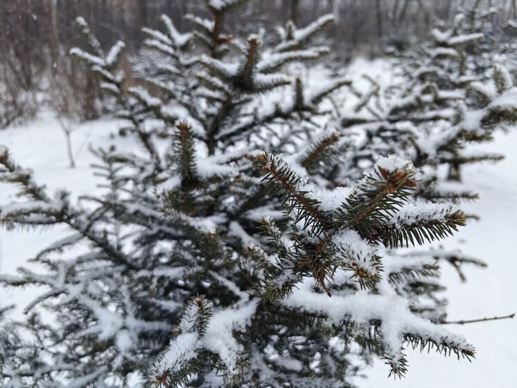 Магнитные бури во Владивостоке на неделю с 15 по 21 декабря 2025 года