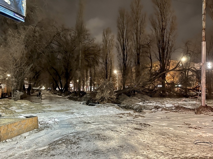 У Сенного рынка огромное упавшее дерево два дня перегораживает трамвайные пути