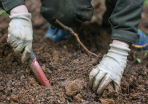 Окаменелость гоминина Литтлфут может быть новым видом предка человека: австралийские исследователи считают, что скелет, найденный в Южной Африке, не принадлежит к тому же виду, что и два скелета, найденные в одной и той же системе пещер Южной Африки