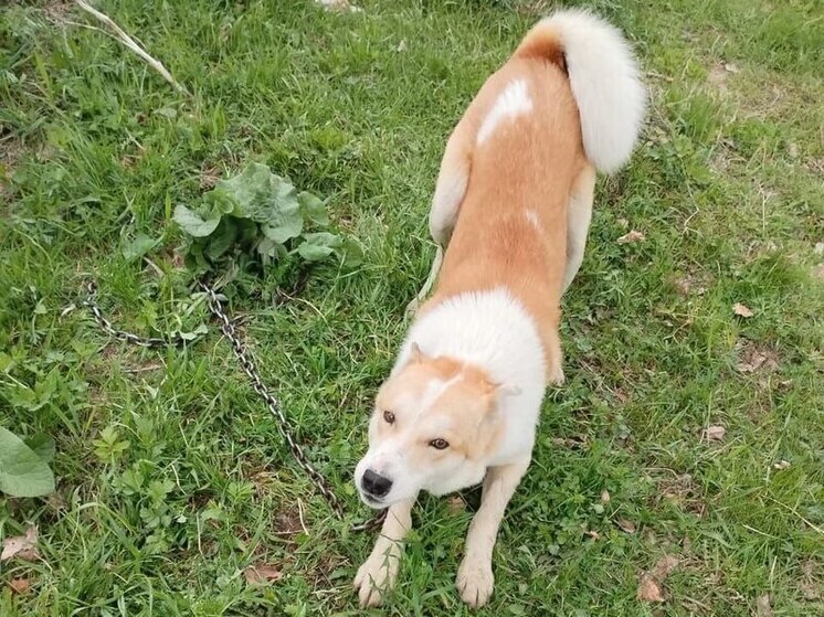 Прокуратура помогла томичу получить компенсацию после укуса бродячей собаки