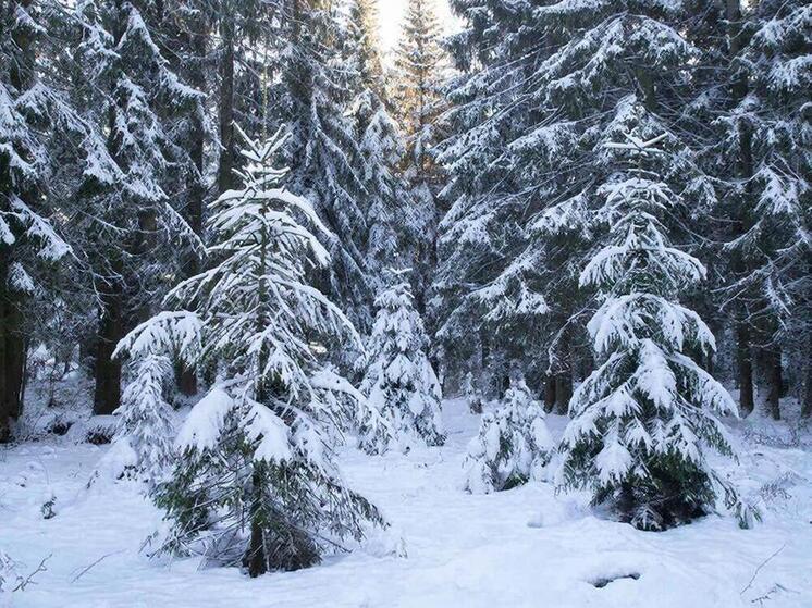 Для новогодних праздников на Сахалине и Курилах заготовят более 4,5 тысяч хвойных деревьев