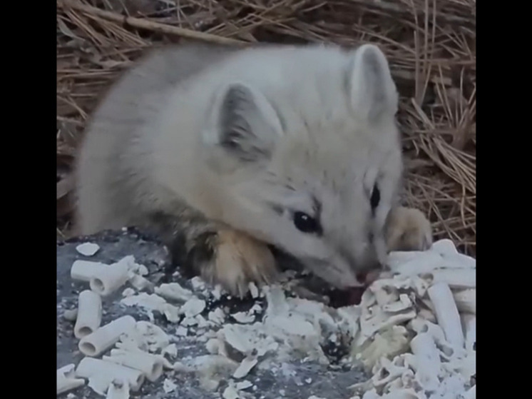 Соболя-альбиноса, который ест макароны, сняли на видео в природном парке «Шумак» в Бурятии