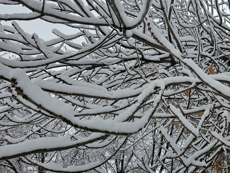 Волонтёры провели «Снежный десант» для пенсионеров в частном секторе Новосибирска