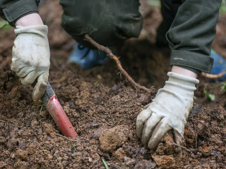 Окаменелость гоминина Литтлфут может быть новым видом предка человека: австралийские исследователи считают, что скелет, найденный в Южной Африке, не принадлежит к тому же виду, что и два скелета, найденные в одной и той же системе пещер Южной Африки