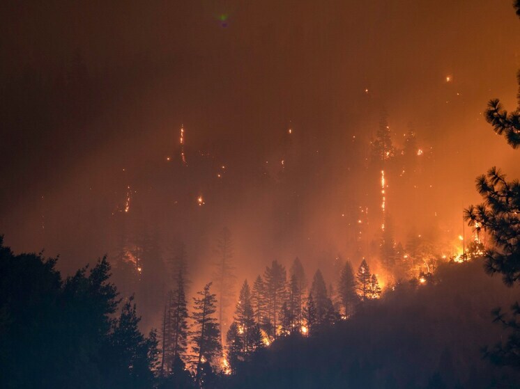 Жители Бурятии «заплатили» 5,7 млн рублей за посещение лесов