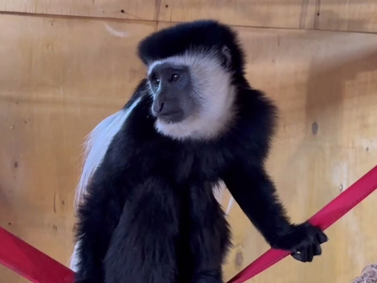 В Челябинском зоопарке поселился новый вид приматов