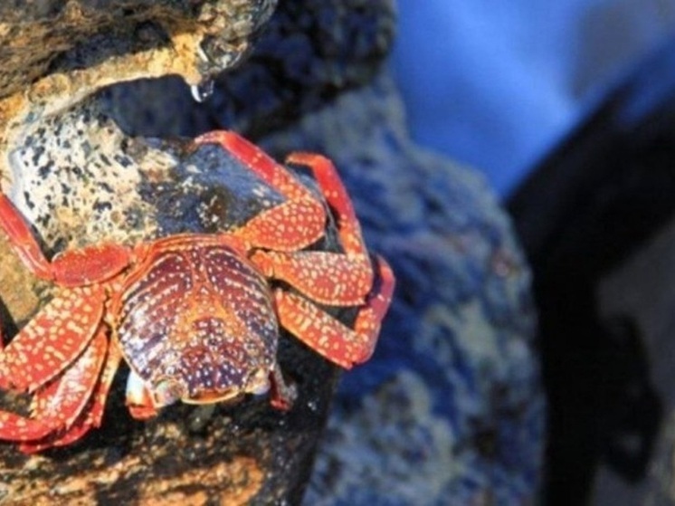 В Магаданской области браконьеры осуждены за незаконный вылов краба с ущербом более 1,7 млн рублей