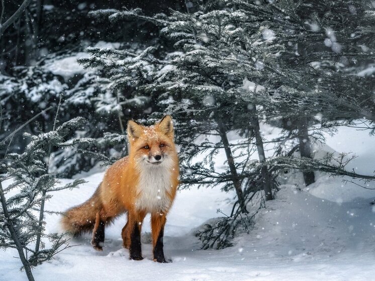 Ивановская «Легенда» будет спасать еще одно дикое животное