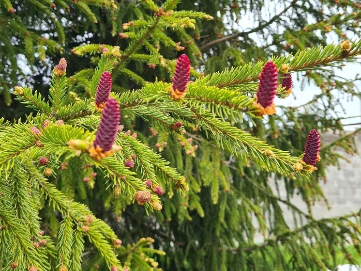 Лесосеменное сырье начали заготавливать на Вологодчине