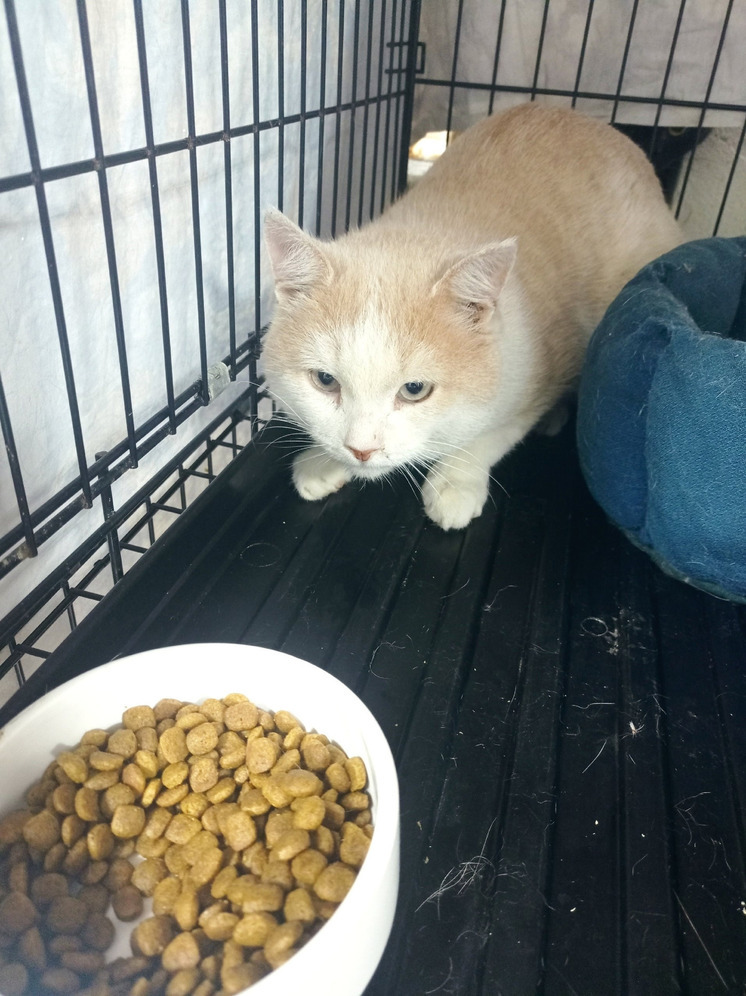 «Бабушку в дом престарелых, кота - на улицу»: Персик два месяца ждал хозяйку у дома