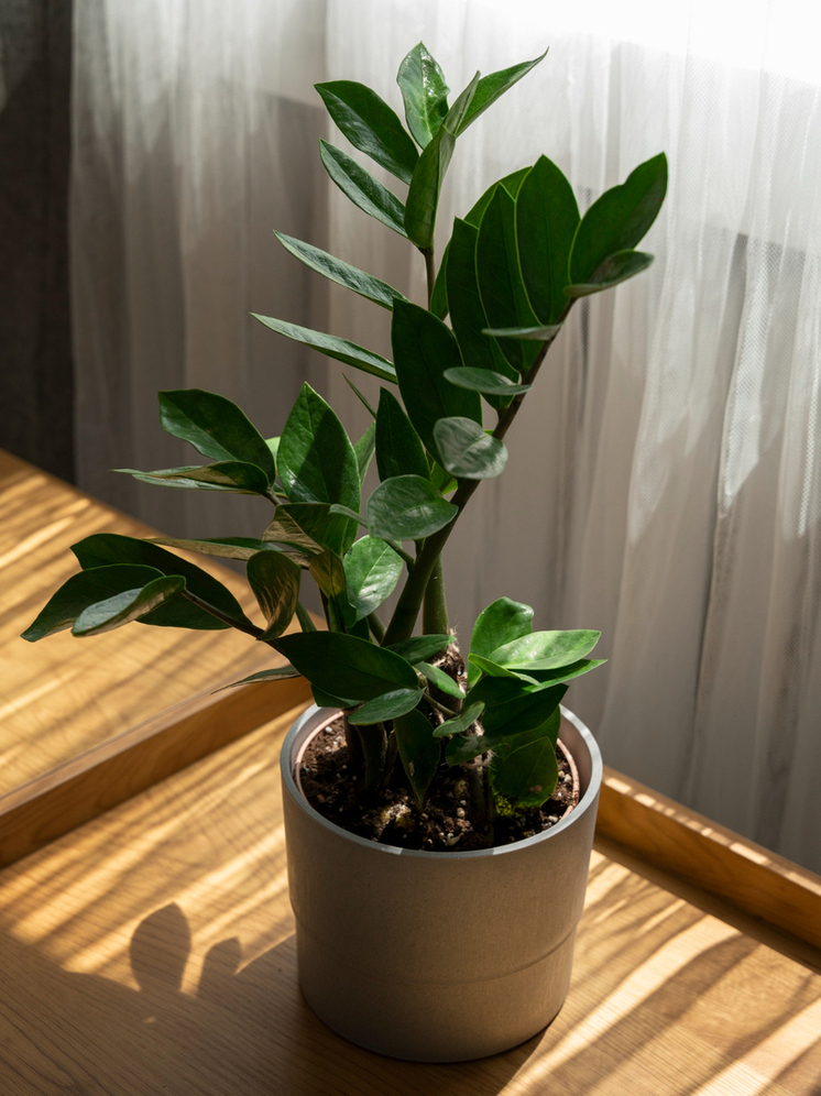 Чайная ложка желатина вместо удобрений: как тамбовчанам вернуть рост и блеск замиокулькасу