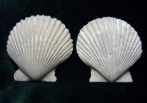 Археологи обнаружили в Норвегии необычное захоронение эпохи викингов 9-го века, в котором на лице погребённой женщины были найдены две раковины морского гребешка, частично закрывавшие ей рот