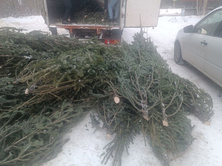В лесах Томской области усилена охрана хвойных деревьев перед Новым годом
