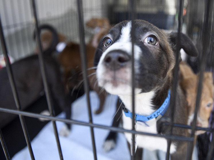Российская авиакомпания разрешила провоз питомцев в салоне