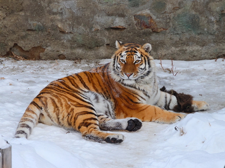 К тиграм в Челябинском зоопарке открыли проход