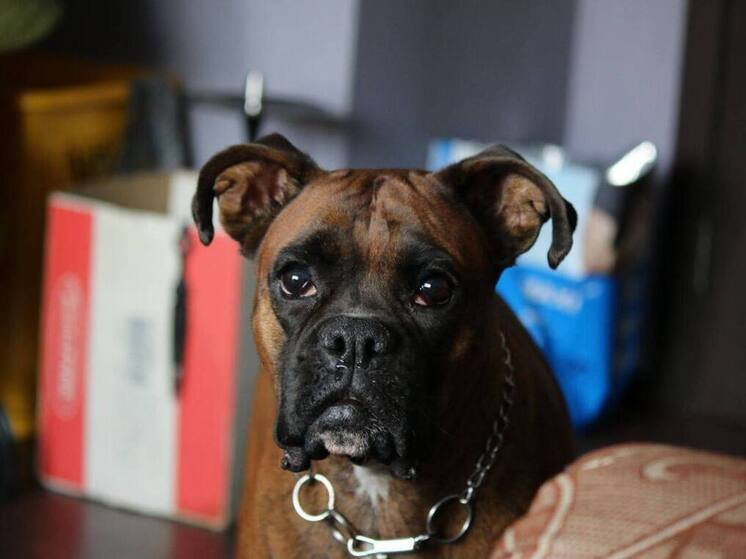 Владельцев собак могут оштрафовать на 2000 рублей за лай питомцев ночью