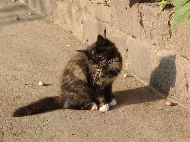 Что делать, если вы нашли и решили оставить уличного котенка или щенка