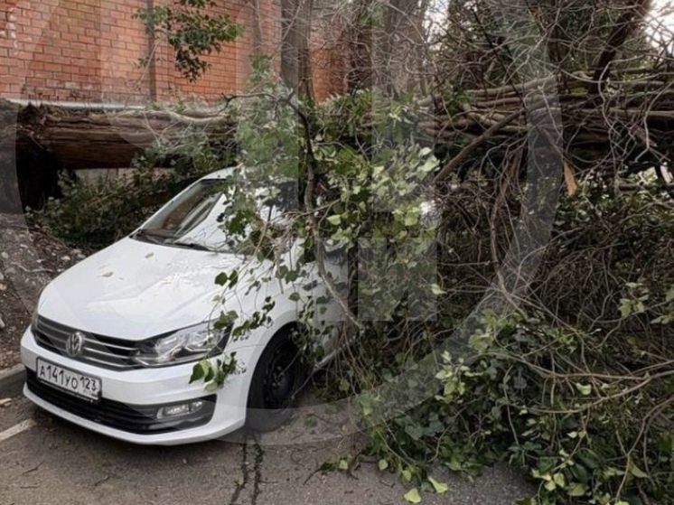 В Сочи кипарис упал на припаркованное авто