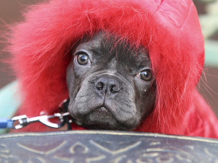 Как успокоить испуганную кошку или собаку: практические советы