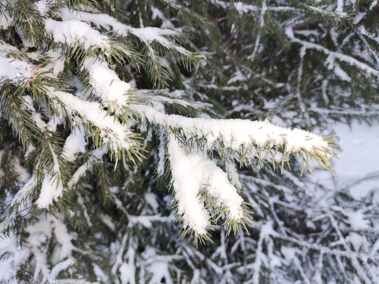 Главный омский лесник напомнил о штрафах за незаконную вырубку ёлок