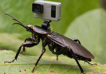 Немецкий стартап работает над превращением живых мадагаскарских тараканов в кибернетических шпионов и спасателей
