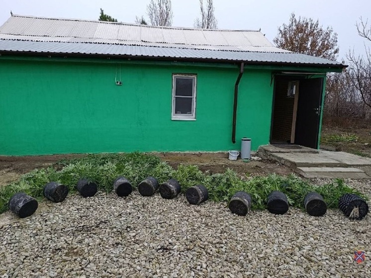 Житель Волгоградской области хранил 1,6 кг растительного наркотика