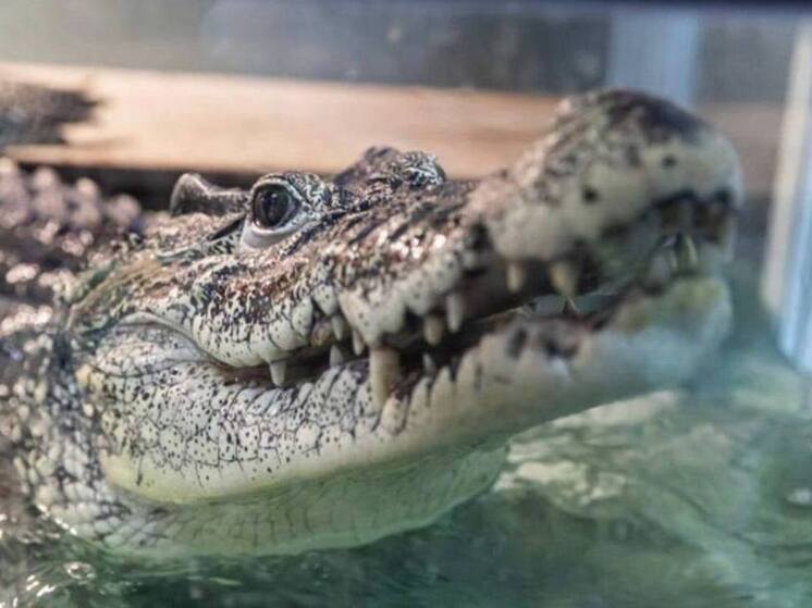 Крокодил Кузя из Новосибирска вернётся на родину в Кубу