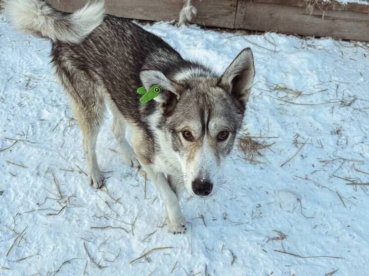 В Иркутске проверили условия содержания отловленных собак