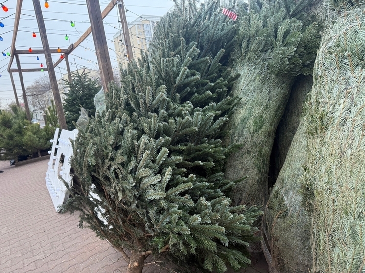 В Ростове-на-Дону елку к Новому году продают за почти 50 тысяч рубелей