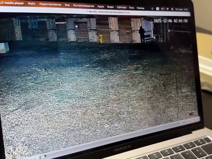 Состояние отравленных в Волгоградской области лошадей улучшается