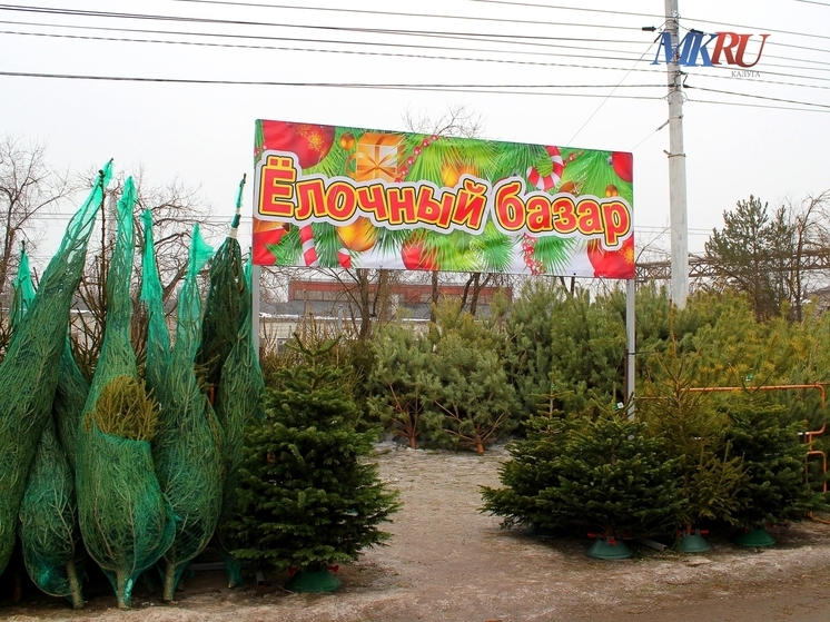 В Калуге начали работать ёлочные базары