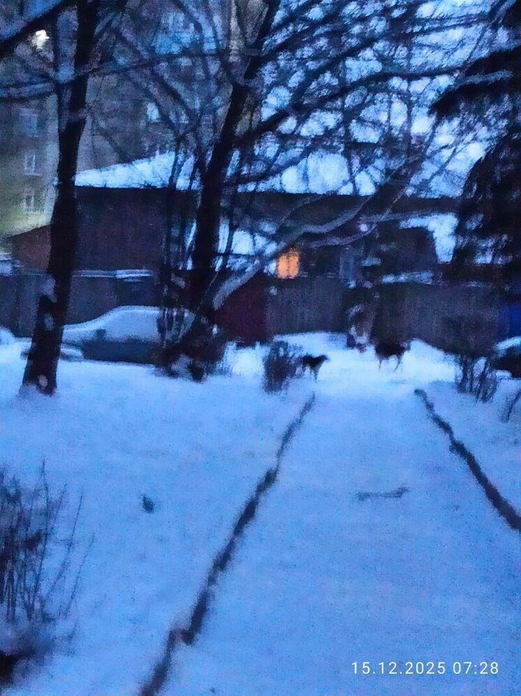 Утром в Кузнецке бродячие собаки напали на девочку