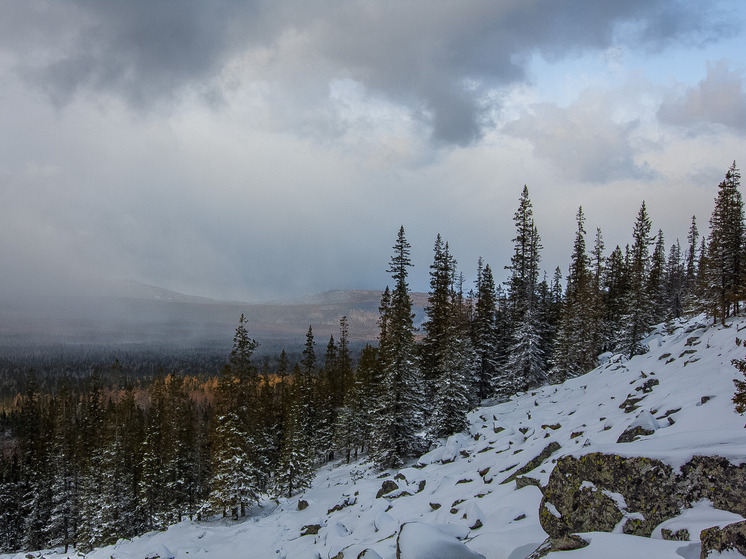 На Южном Урале пресекли незаконную перевозку сотни хвойных деревьев