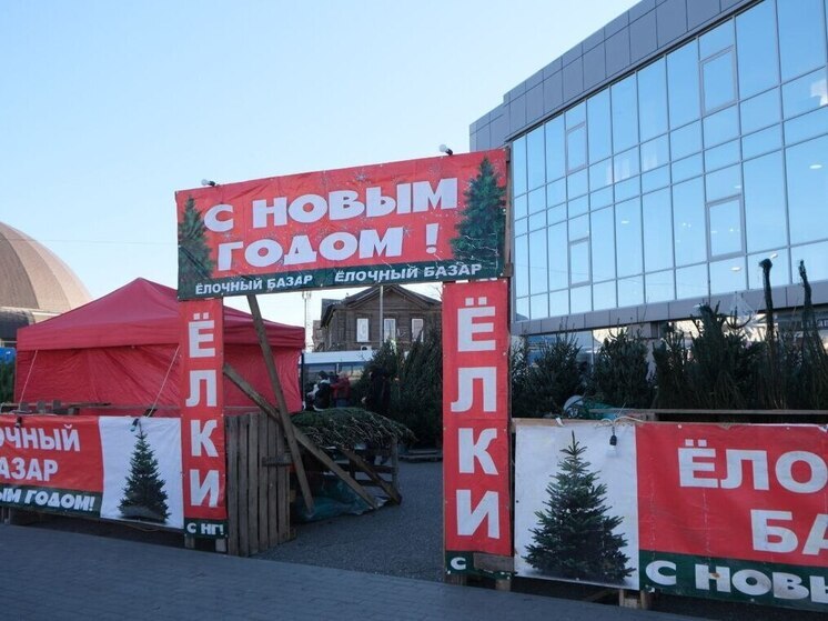 В Астрахани открылись 24 официальных елочных базара
