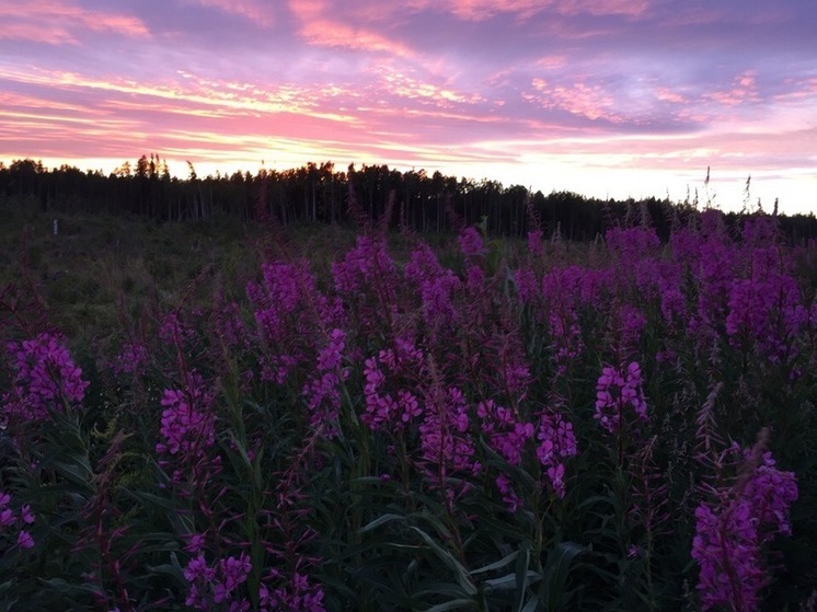 День в истории: от Красной звезды и мягкой посадки на Венеру до чашки чая