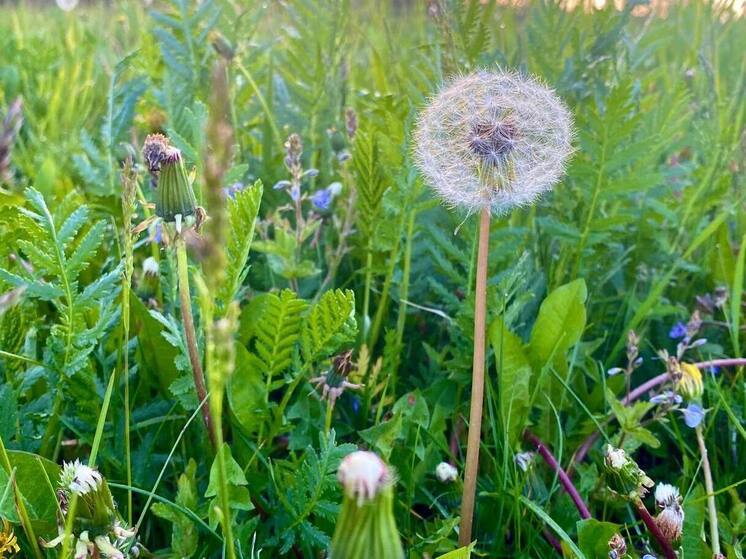 Рязанское предприятие оштрафовали на 550 000 рублей за заброшенный участок