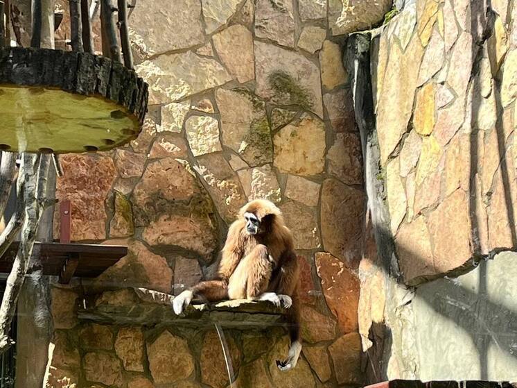 В Ленинградском зоопарке предупредили, что билетами могут «торговать» мошенники