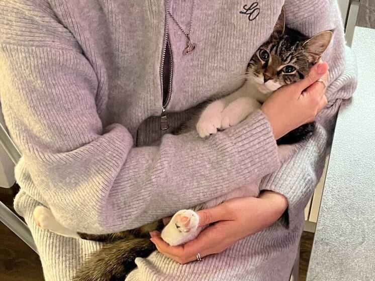 Кошки не стайные животные, поэтому они не выстраивают пирамиду власти, а создают сеть отношений. Ключевую роль в этой системе играют ресурсы, безопасность и комфорт. Об этом «МК в Питере» заявила зоопсихолог и специалист по коррекции поведения собак и кошек Лидия Лисичкина.