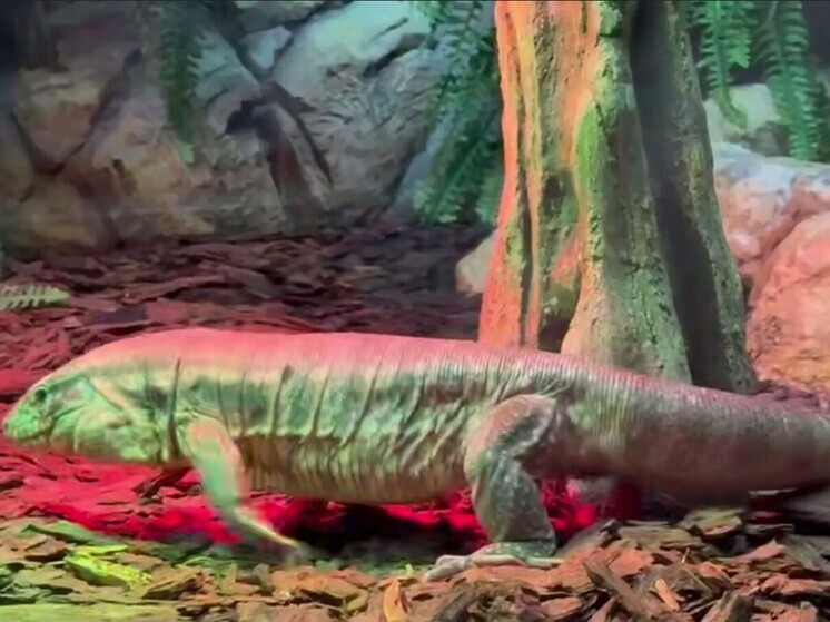 Длинным ящерицам дали новое жилье в Калининградском зоопарке