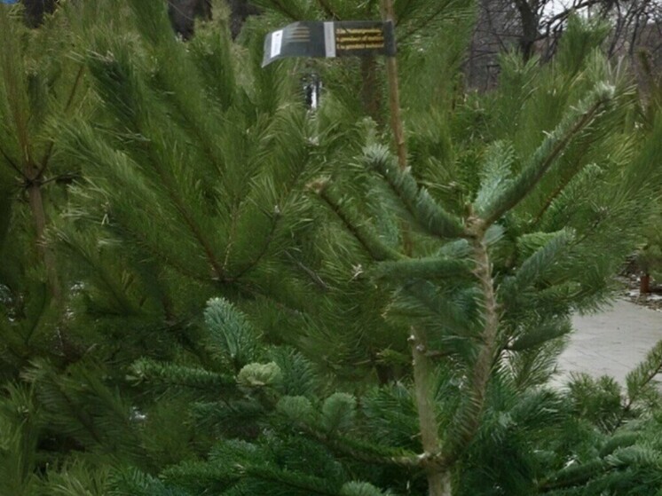 В Орле начинают работать ёлочные базары