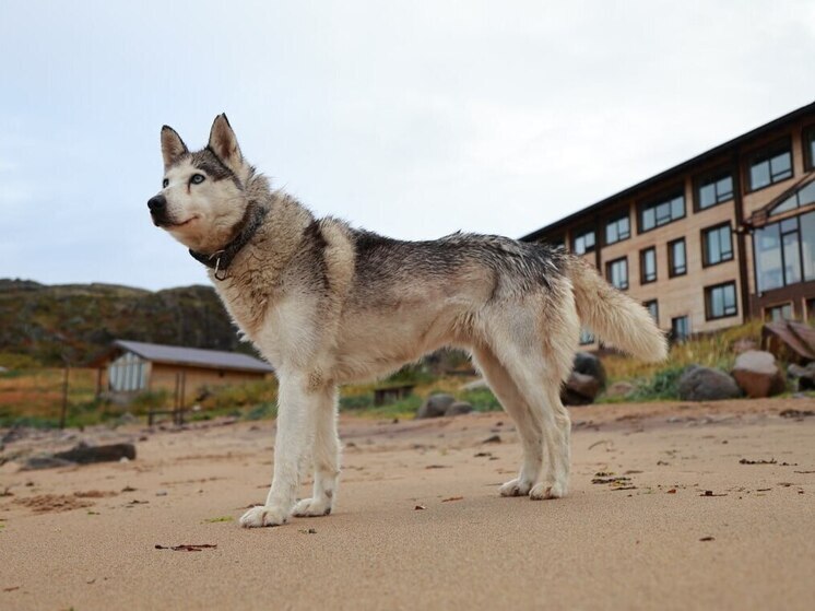 Юрист предупредил россиян, что лай собаки ночью может привести к штрафу