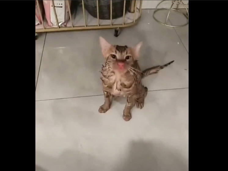 Китайский котенок провел в стиральной машине 10 минут и выжил