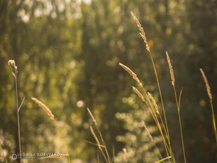 В Рускеале у арендатора изъяли крупный участок земли