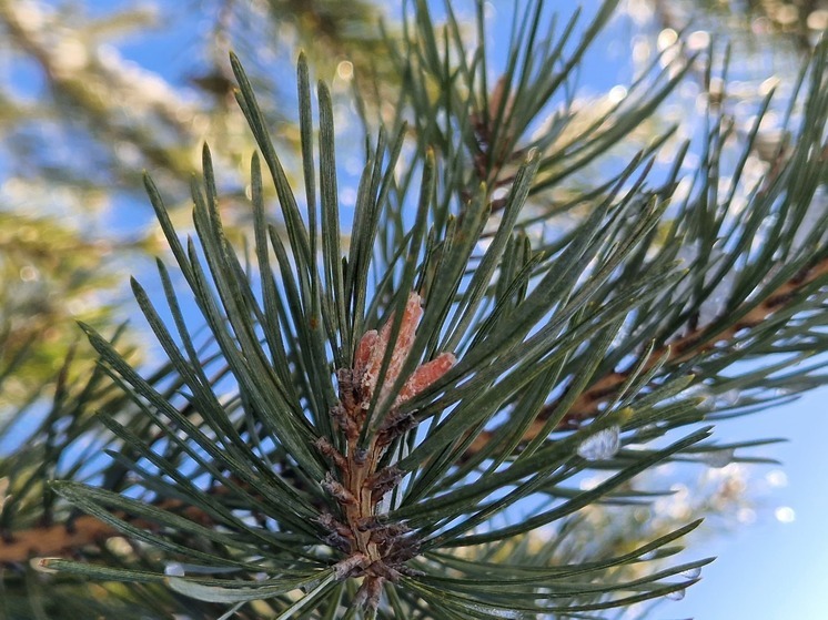 В Рязанской области усилили охрану лесов перед Новым годом