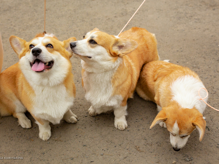 «Победа» вводит новую услугу — перевозку питомца на соседнем кресле