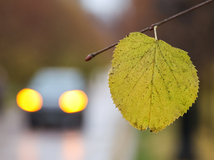 Пенсионер в Британии оштрафован за выплюнутый лист на 26 тысяч рублей