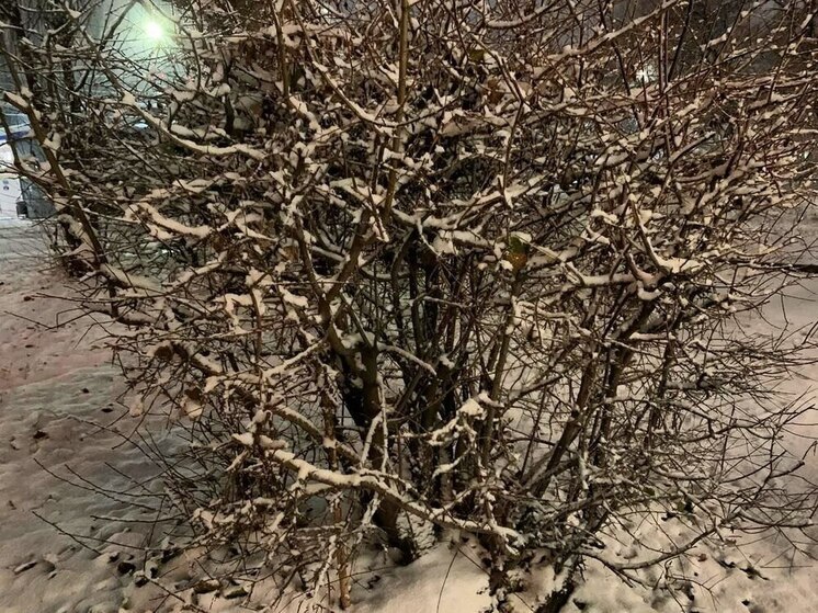 Стало известно, какая погода поджидает воронежцев 16 декабря