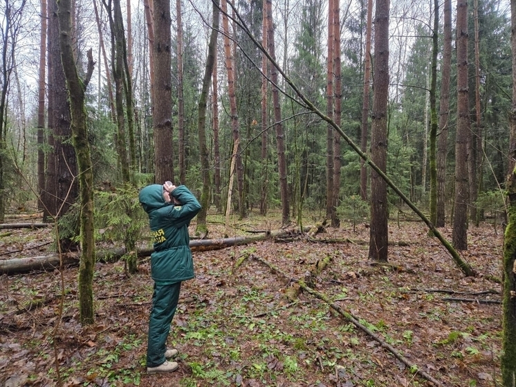 Специалист по лесовосстановлению из Серпухова изучила защиту лесов