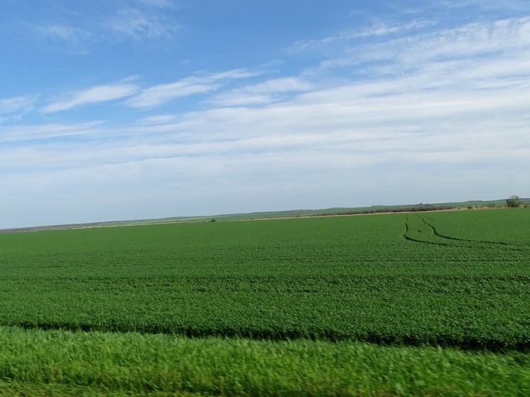 Первые морозы не угрожают ставропольским озимым