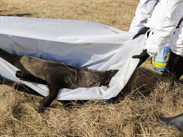 Войска Польши обыскивают район с зараженным кабаном